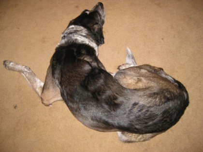 Bongo sleeping in the living room