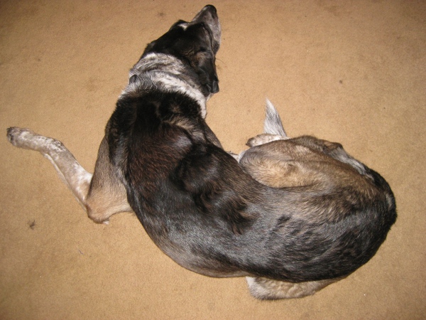 Bongo sleeping in the living room