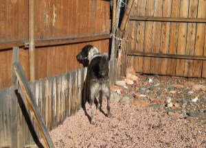 Bongo looking at the fence