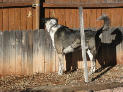 Bongo looking through a hole in the fence