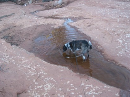 Bongo in the puddle looking at the water