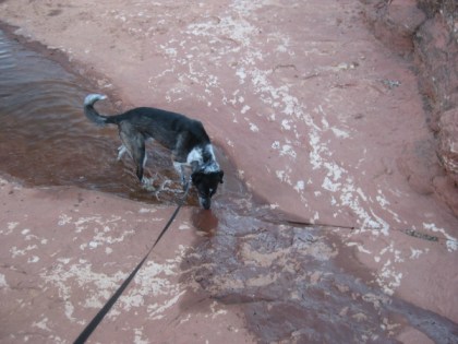 Bongo looking at water flowing into puddle