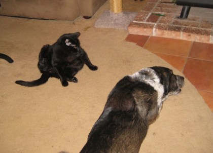 Bongo and Scratchy on the floor