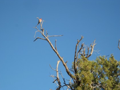 Bare branch tree with red breasted bird on top