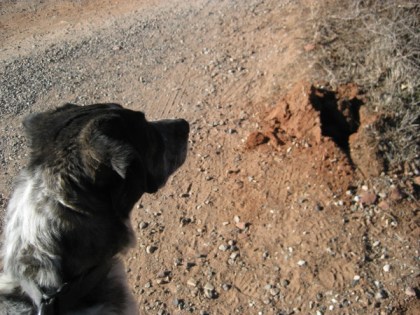 Bongo and a hole in the ground