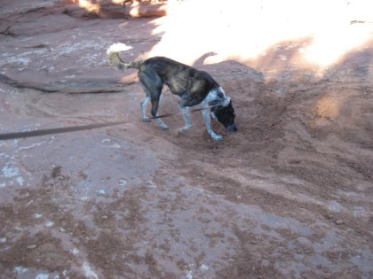 Bongo sniffing for clues