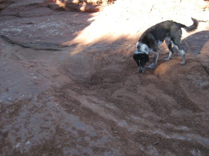Bongo sniffing the dirt
