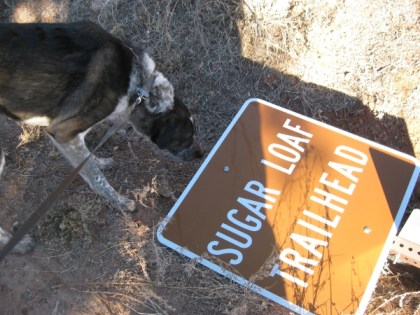 Bongo sniffing the downed trail sign