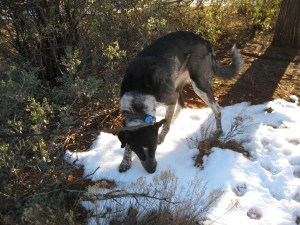 Bongo sniffing in a snow patch