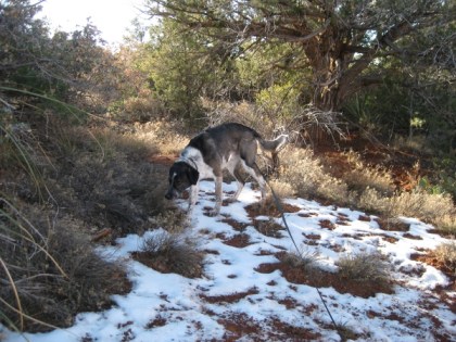 Bongo in a small patch of snow