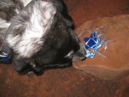 Bongo sniffing what he found