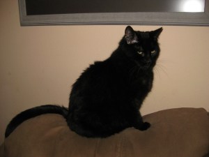 Scratchy on the back of the couch