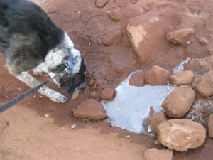 Bongo investigation ice