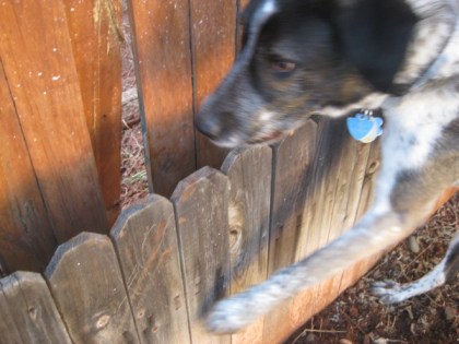 Bongo heading for a hole in the fence