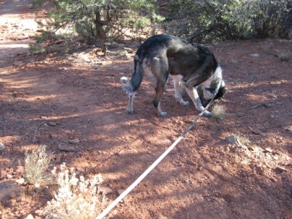 Bongo with his leash across the trail