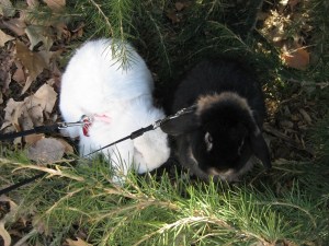 Two Bunnies on leashes