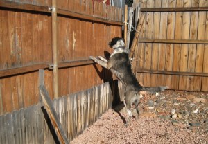 Bongo jumping on the fence