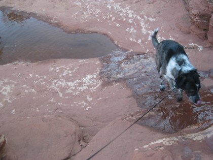 Bongo walking up the water flow