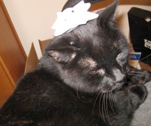 Scratchy with a white bow on his head
