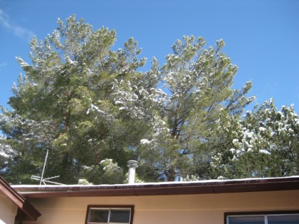 House with snow covered trees behind it