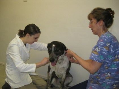 Bongo between the vet and the technician