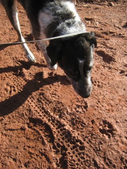 Bongo checking out bike tracks in the mud