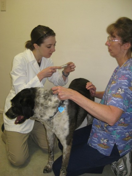 Bongo's hair in the comb being checked