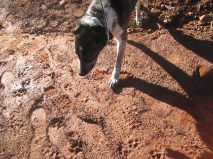 Bongo looking at muddy footprints