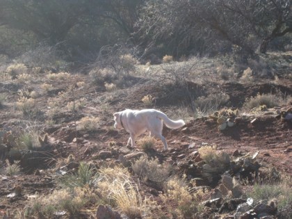 Ghost Dog going away