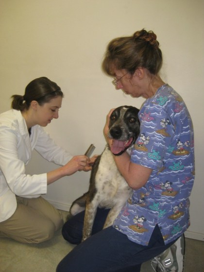 Bongo being held onto while his hair is combed