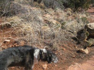 Bongo walking into the wind
