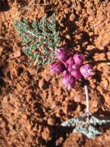 Little Purple Flower