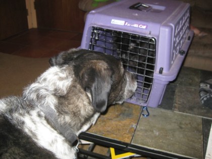 Bongo looking at Scratchy in the cage