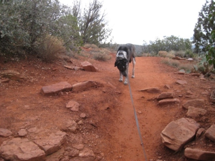 Bongo on the trail holding back