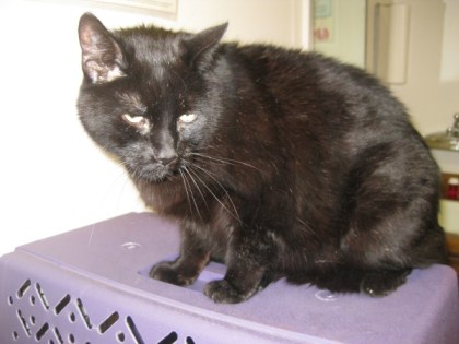 Scratchy on his cat cage