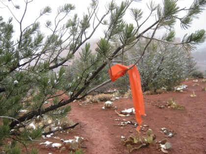 Orange ribbon in pine tree