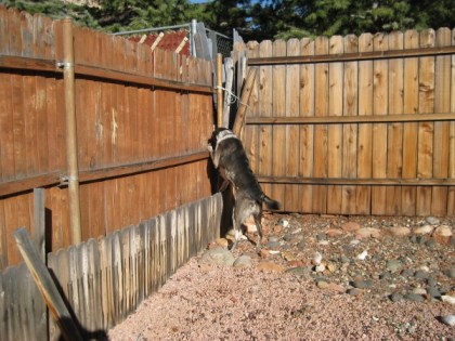 Bongo at the corner of the yard