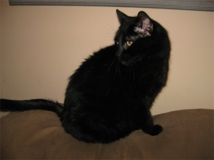 Scratchy on the back of the couch