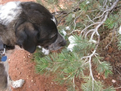 Bongo sniffing a little snow in a pine tree