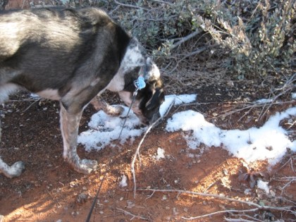 Bongo eating snow