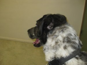 Bongo waiting for the door to open