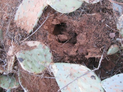 Gopher Hole surrounded by cactus