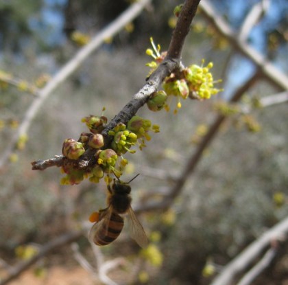 Bee hanging from a branch