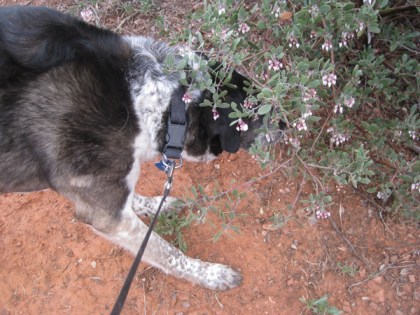 Bongo with his nose in a manzanita bush