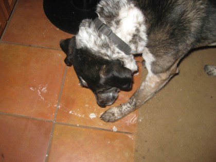 Bongo licking the paper mache drippings off the floor