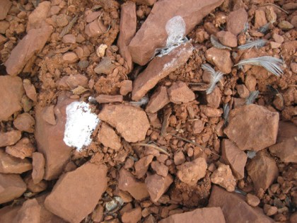 bird droppings and feathers