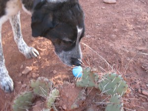 Bongo sniffing an Easter egg on the trail