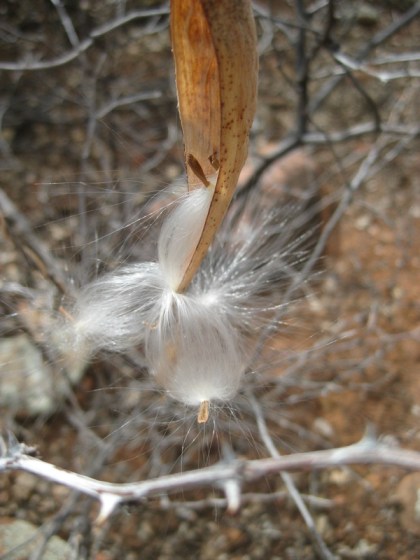 seed pod letting out fairy seeds
