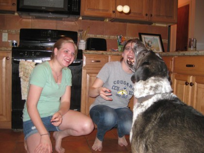 Bongo waiting for the toy in the air to come down