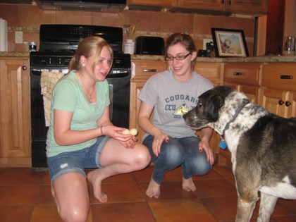 Bongo waiting for a toy to be tossed